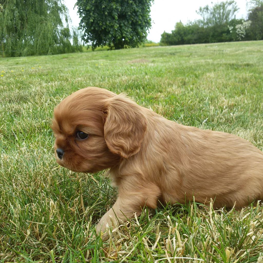 des passagers du vent - Cavalier King Charles Spaniel - Portée née le 23/04/2018