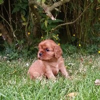 Femelle ruby